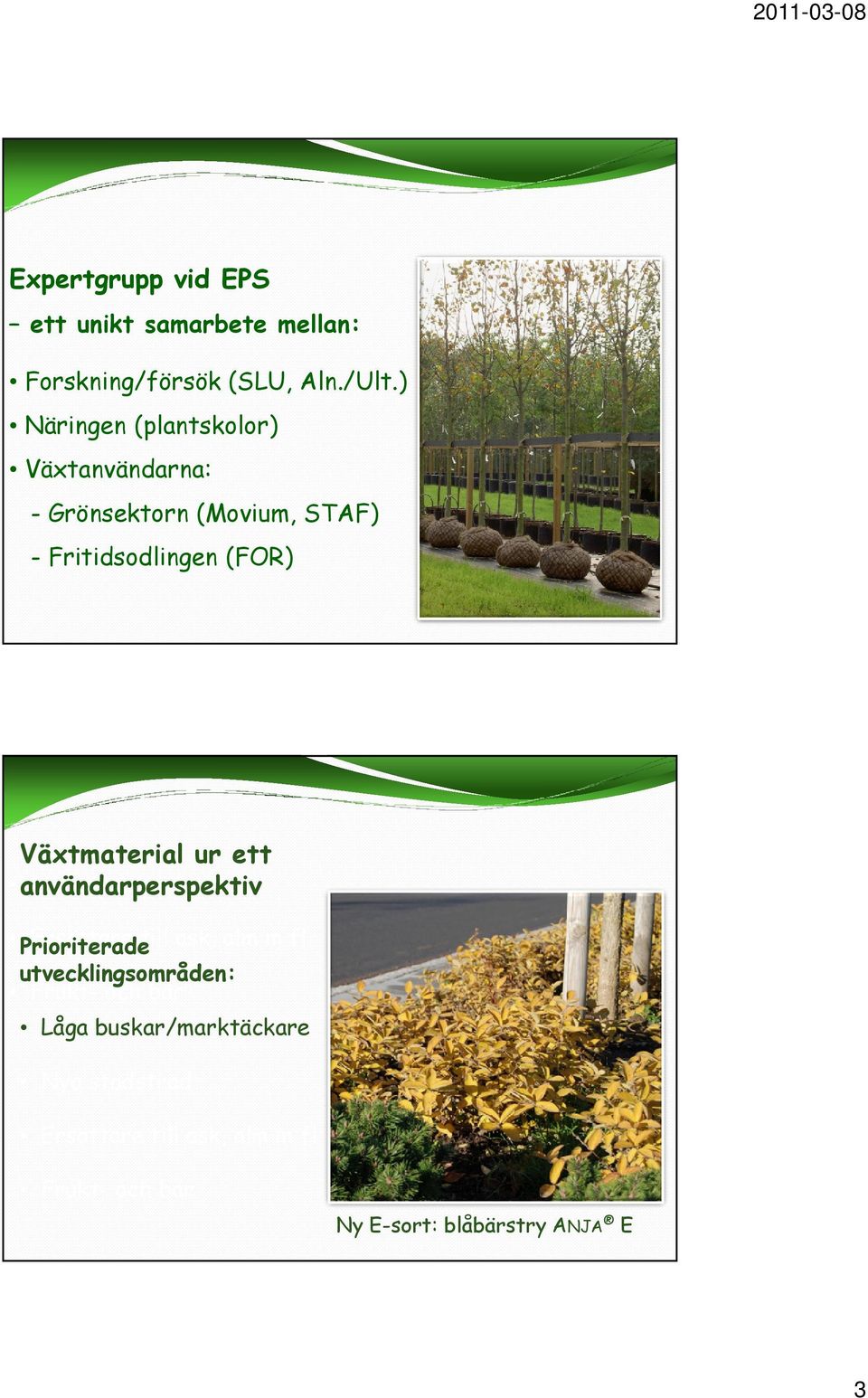 Växtmaterial ur ett användarperspektiv Nya stadsträd Prioriterade Ersättare till ask, alm m fl