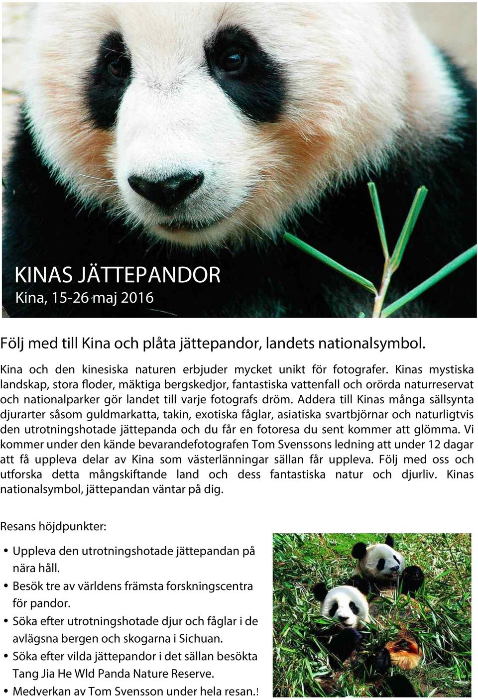 Addera till Kinas många sällsynta djurarter såsom guldmarkatta, takin, exotiska fåglar, asiatiska svartbjörnar och naturligtvis den utrotningshotade jättepanda och du får en fotoresa du sent kommer