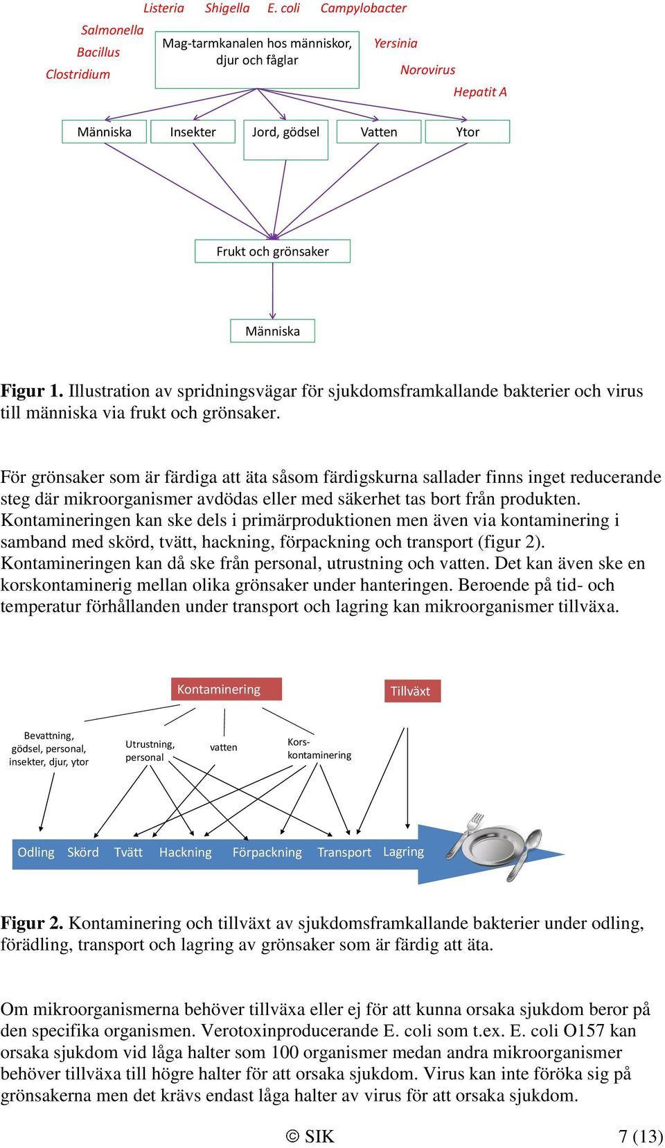 Illustration av spridningsvägar för sjukdomsframkallande bakterier och virus till människa via frukt och grönsaker.