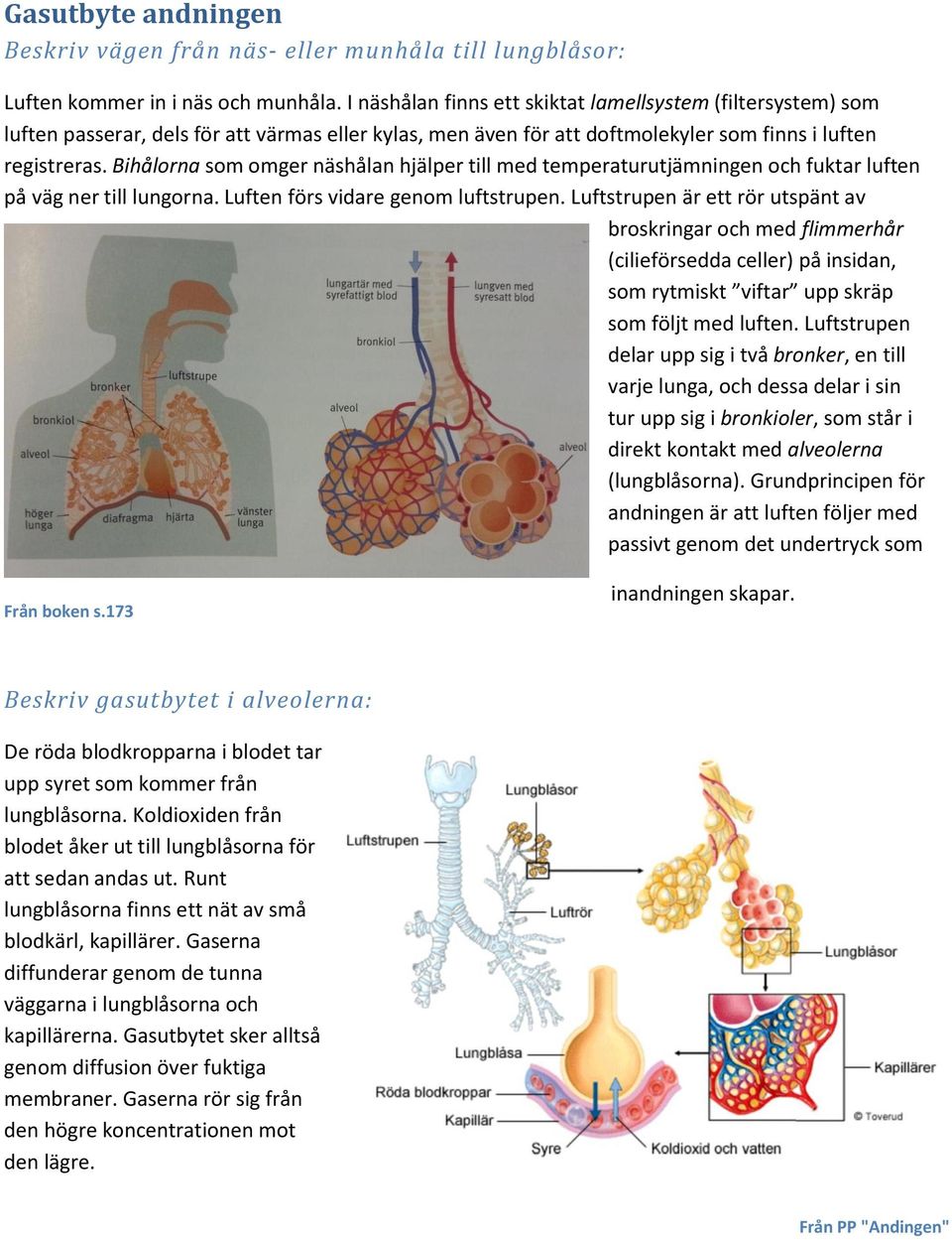 Bihålorna som omger näshålan hjälper till med temperaturutjämningen och fuktar luften på väg ner till lungorna. Luften förs vidare genom luftstrupen.