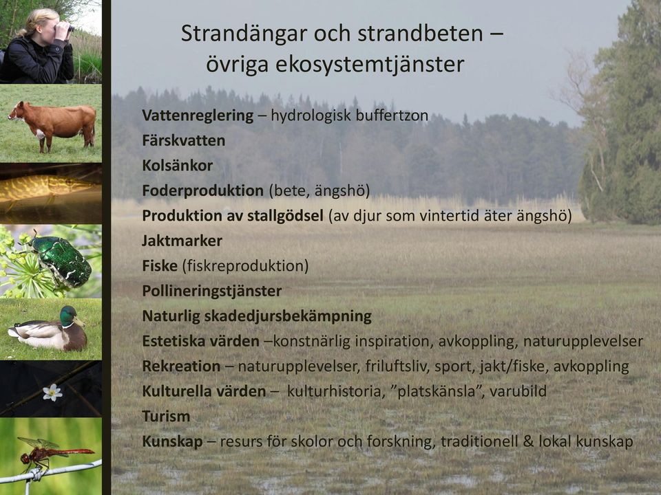 skadedjursbekämpning Estetiska värden konstnärlig inspiration, avkoppling, naturupplevelser Rekreation naturupplevelser, friluftsliv, sport,