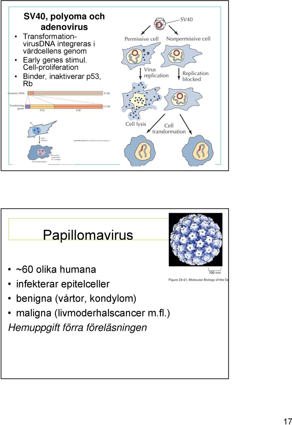 Cell-proliferation Binder, inaktiverar p53, Rb Papillomavirus ~60 olika