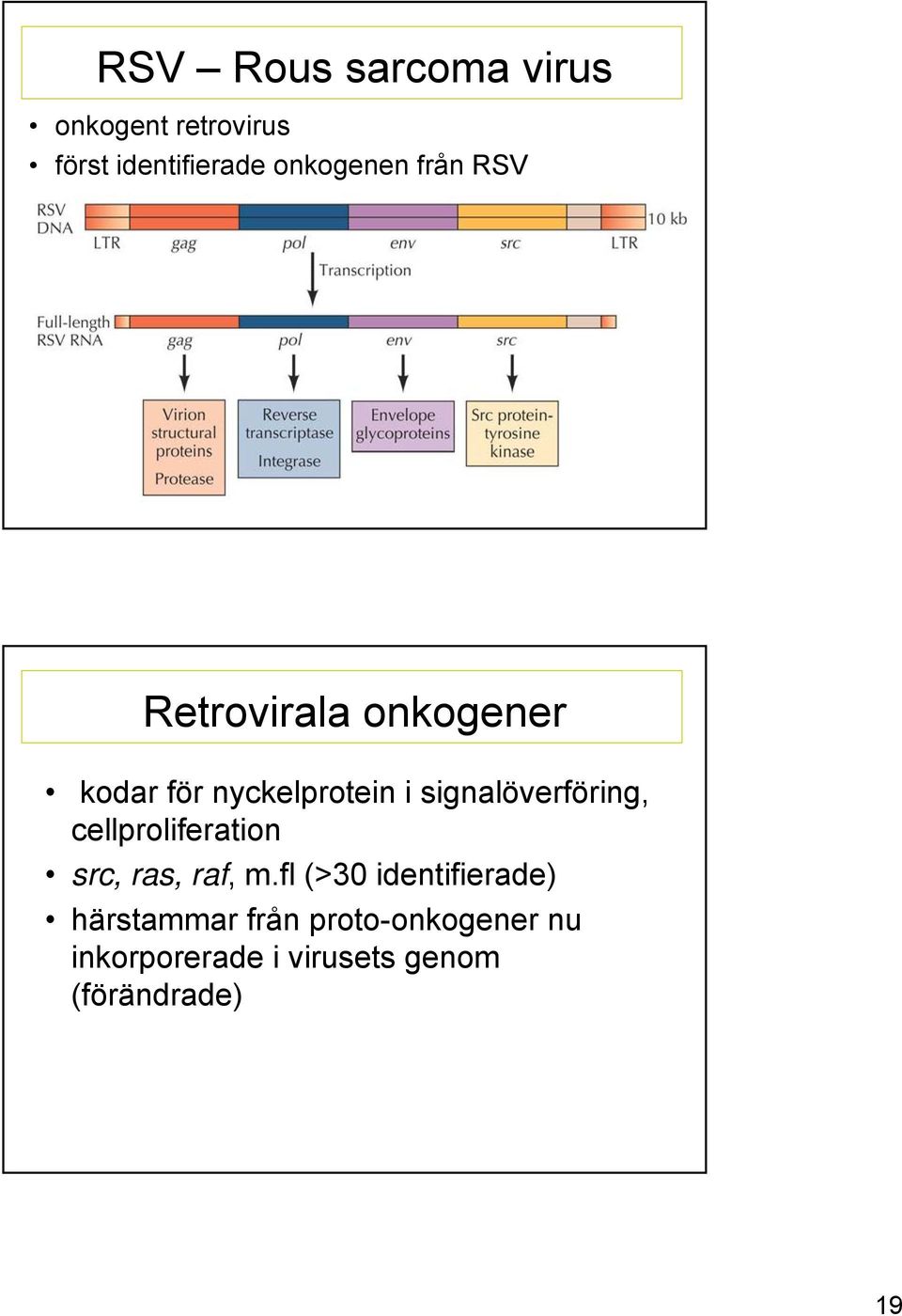 signalöverföring, cellproliferation src, ras, raf, m.