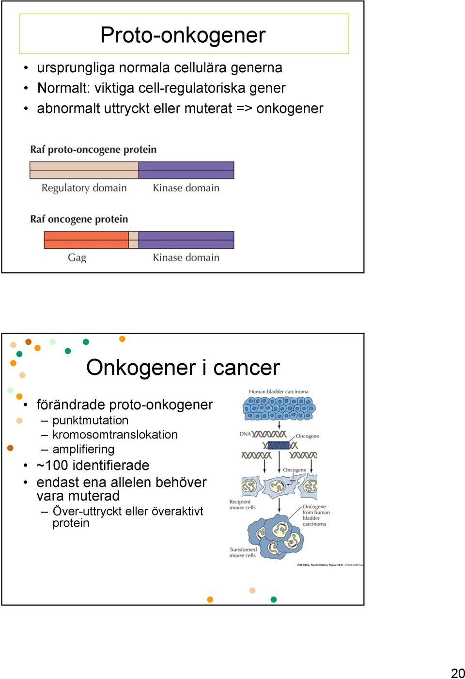 cancer förändrade proto-onkogener punktmutation kromosomtranslokation amplifiering