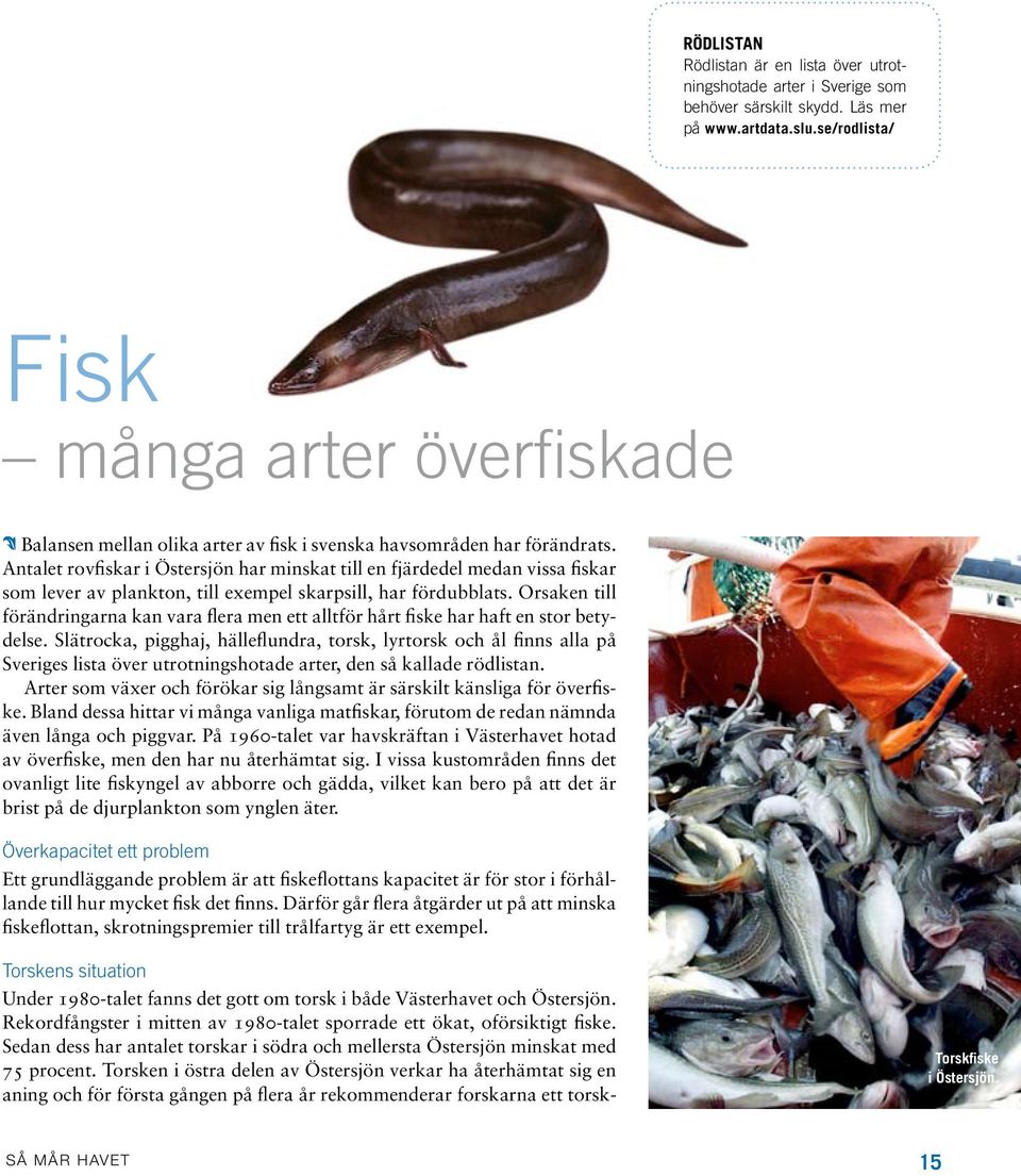Antalet rovfiskar i Östersjön har minskat till en fjärdedel medan vissa fiskar som lever av plankton, till exempel skarpsill, har fördubblats.