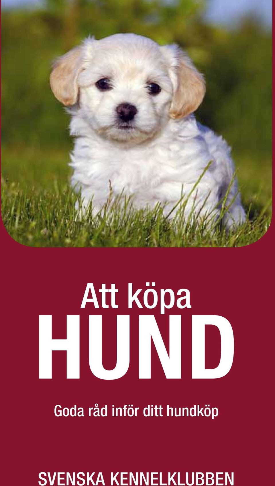 Att köpa HUND. Goda råd inför ditt hundköp SVENSKA KENNELKLUBBEN - PDF Free  Download