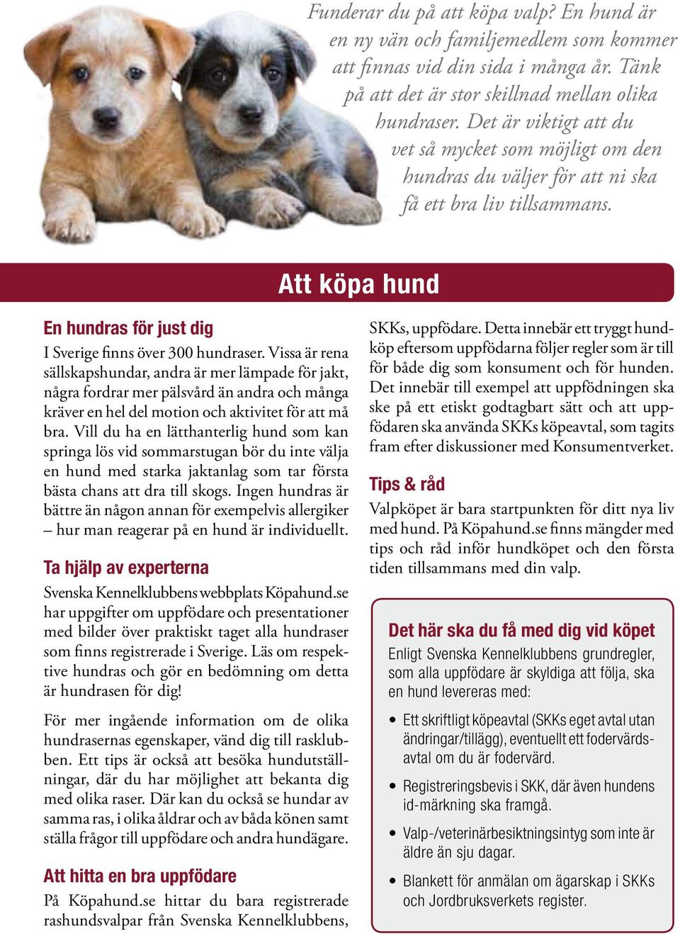 Att köpa HUND. Goda råd inför ditt hundköp SVENSKA KENNELKLUBBEN - PDF Free  Download