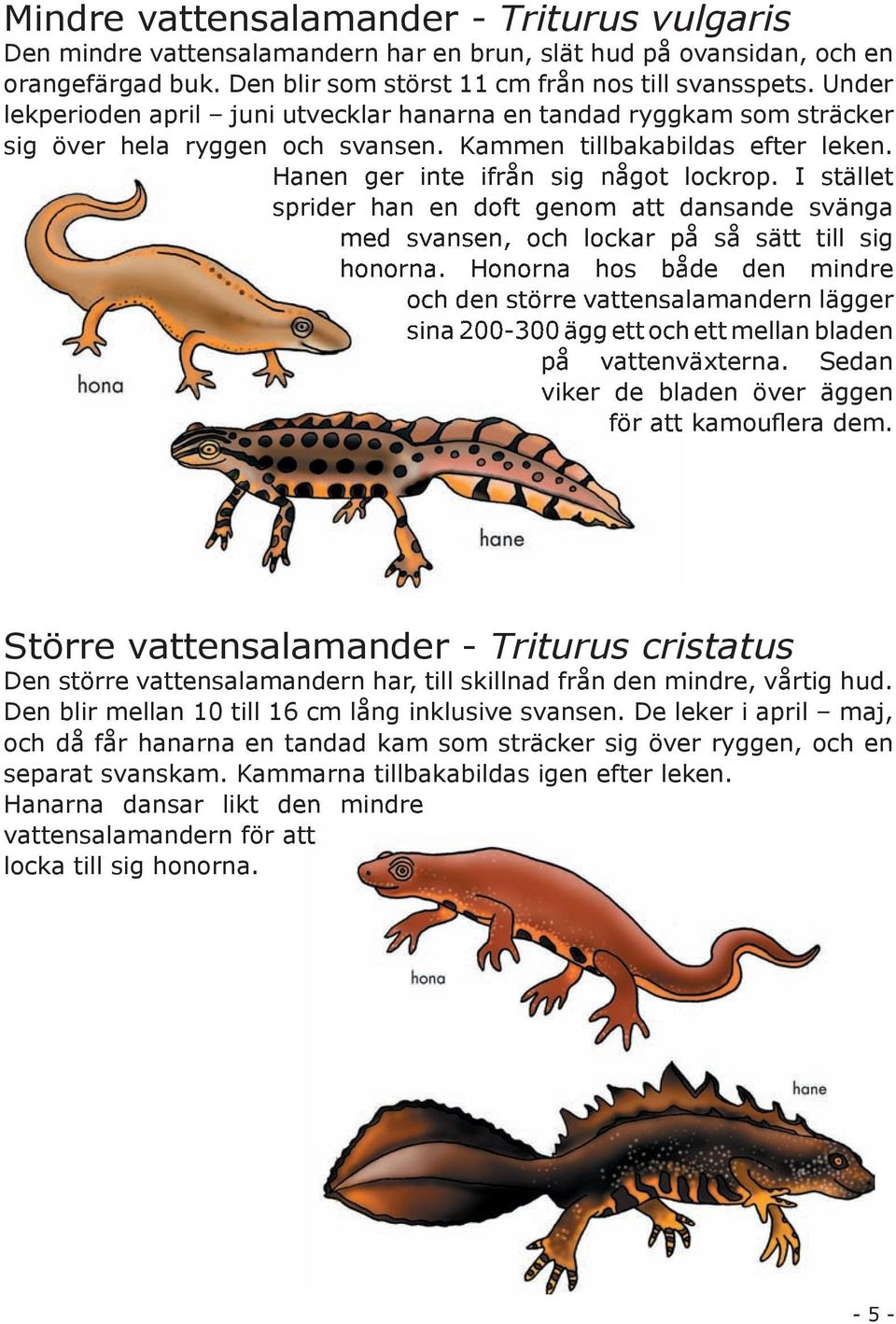 I stället sprider han en doft genom att dansande svänga med svansen, och lockar på så sätt till sig honorna.