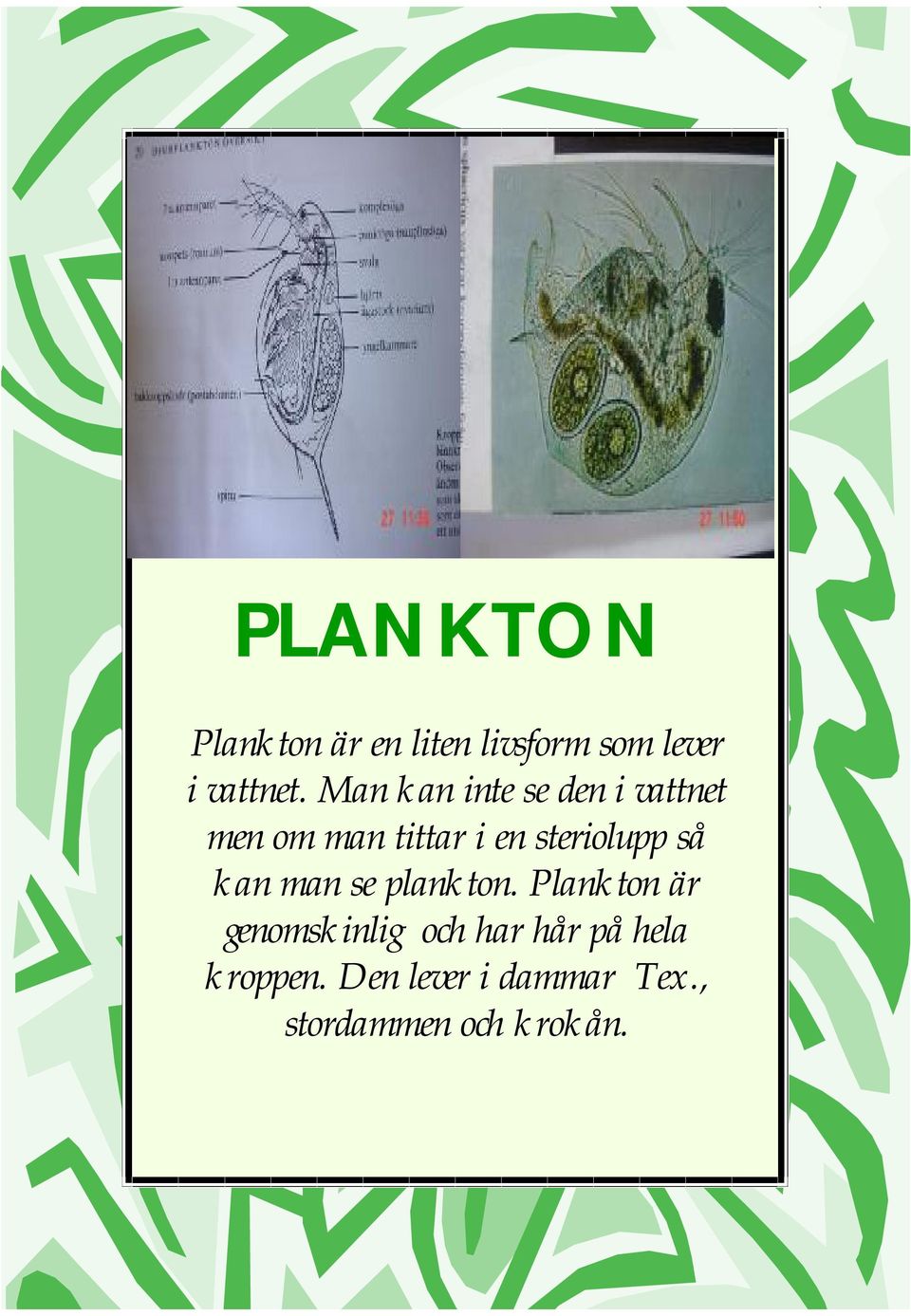 steriolupp så kan man se plankton.