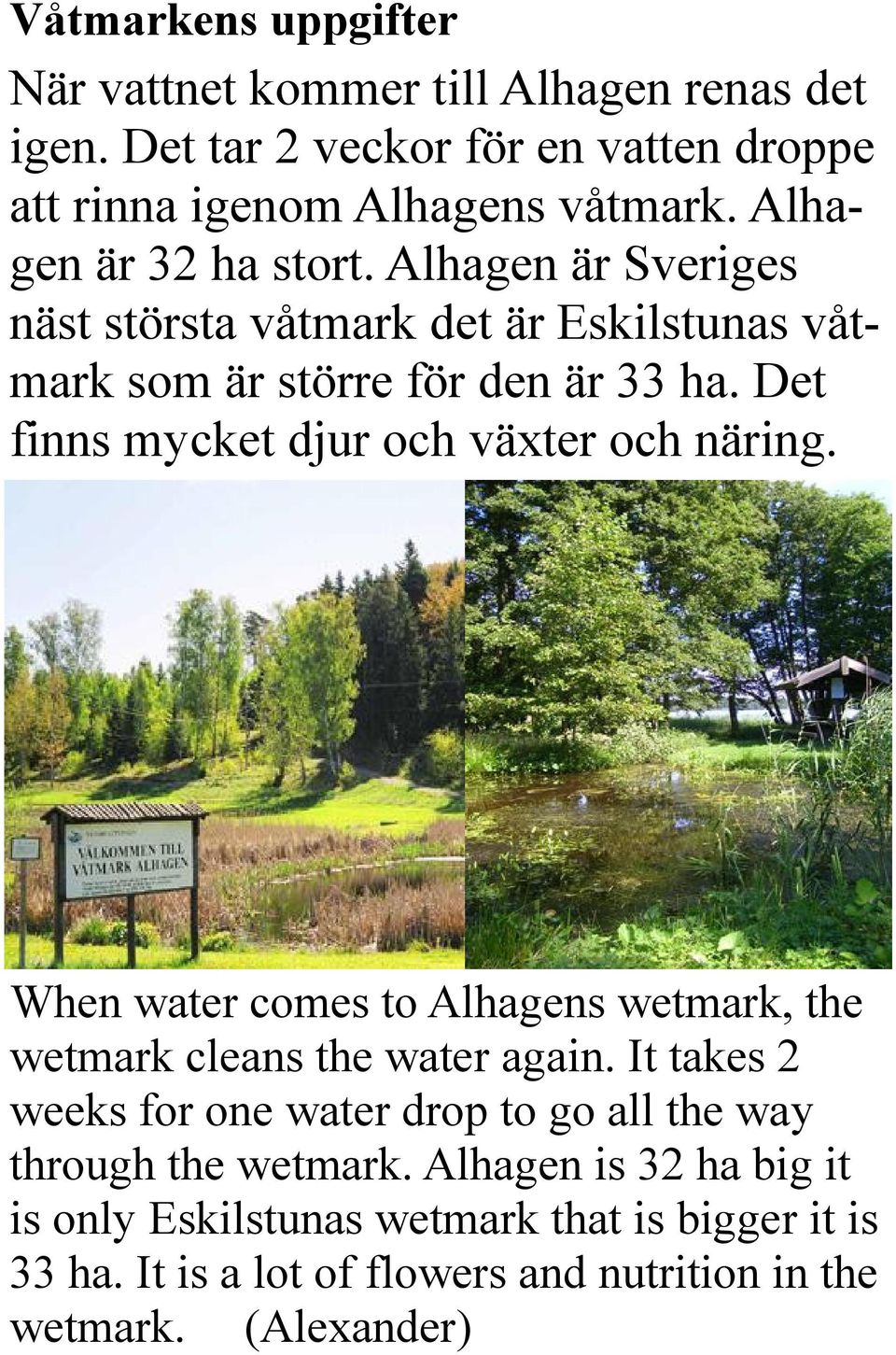 Det finns mycket djur och växter och näring. When water comes to Alhagens wetmark, the wetmark cleans the water again.