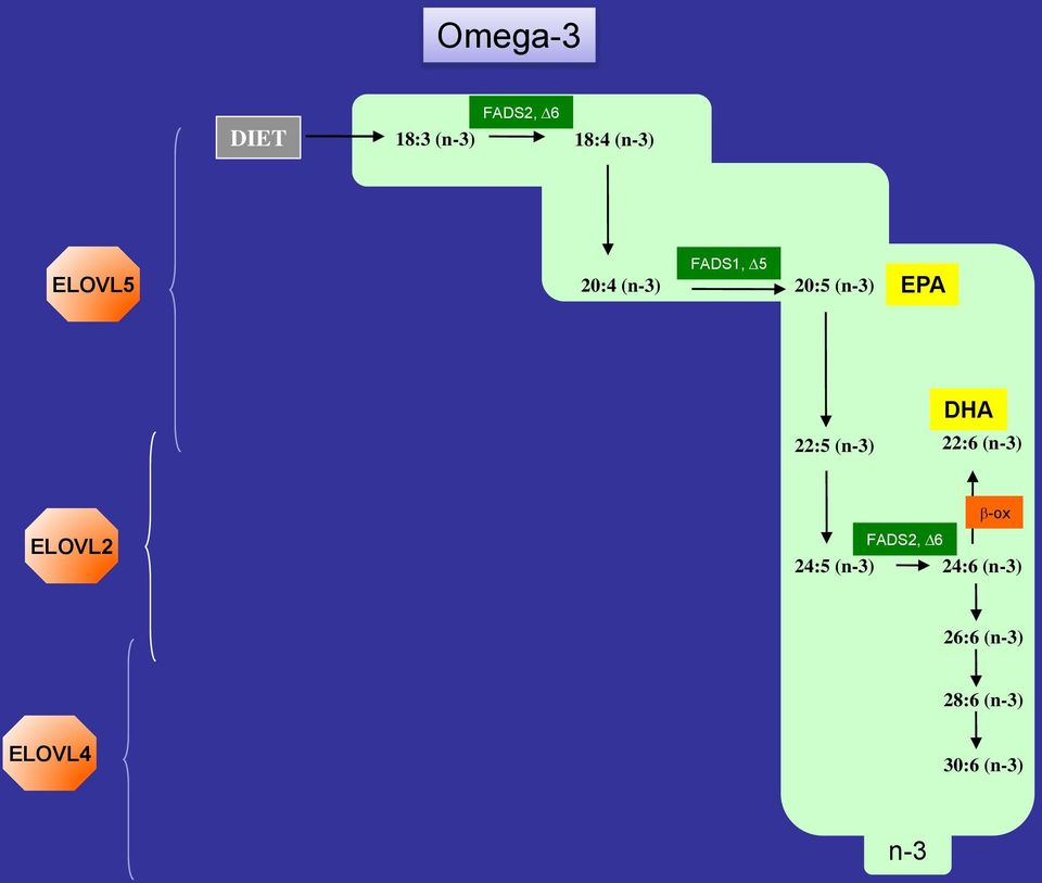 (n-3) DHA 22:6 (n-3) ELOVL2 -ox 24:5