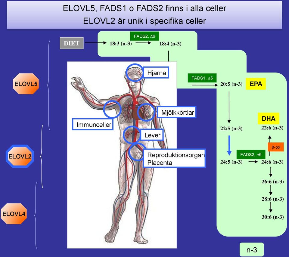 Immunceller Lever 20:4 (n-3) 20:5 (n-3) 22:5 (n-3) EPA DHA 22:6 (n-3) ELOVL2