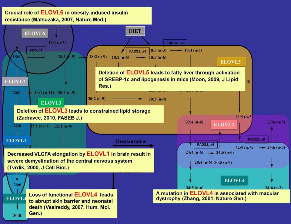 20:2 (n-9) 20:2 (n-6) Deletion of ELOVL3 leads to constrained lipid storage (Zadravec, 2010, FASEB J.