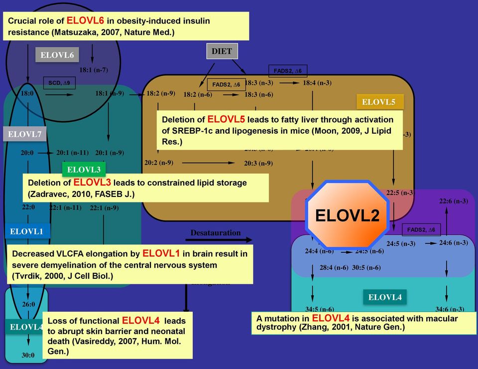 (n-9) 22:1 (n-9) 20:2 (n-9) 20:2 (n-6) Deletion of ELOVL3 leads to constrained lipid storage (Zadravec, 2010, FASEB J.