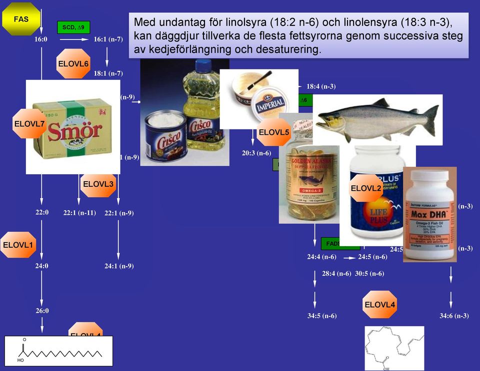 18:2 (n-9) 18:2 (n-6) 20:2 (n-9) 20:2 (n-6) 20:3 (n-9) DIET 18:3 (n-3) 18:3 (n-6) ELOVL5 18:4 (n-3) 20:3 (n-6) 20:4 (n-6) 20:4 (n-3) 20:5 (n-3) 22:0 22:1