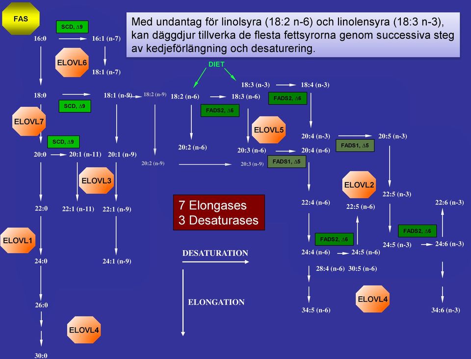 ELOVL6 18:1 (n-7) DIET 18:0 ELOVL7 20:0 18:1 (n-9) SCD, 9 SCD, 9 20:1 (n-11) 20:1 (n-9) 18:3 (n-3) 18:2 (n-9) 18:2 (n-6) 18:3 (n-6) 18:4 (n-3) ELOVL5 20:4 (n-3) 20:5