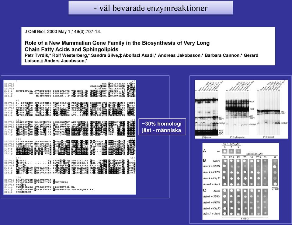 Cannon,* Gerard Loison, Anders Jacobsson,* 1 65 ELOVL1 MEA VVNLYHELMK HADPR ELOVL2 MEQLKAFDNE VNAFLDNMFG PRDSR ELOVL3 MDTSMNF SRGLKMDLMQ PYDFE Sur4p MNTTTSTVIA AVADQFQSLN SSSSCFLKVH VPSIENP.