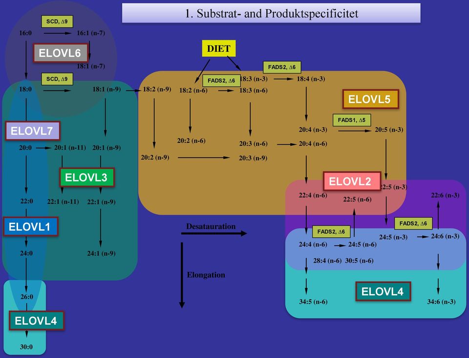 (n-3) 18:3 (n-6) 18:4 (n-3) ELOVL5 ELOVL7 20:0 20:1 (n-11) 20:1 (n-9) 20:2 (n-9) 20:2 (n-6) 20:3 (n-6) 20:3 (n-9) 20:4 (n-3)