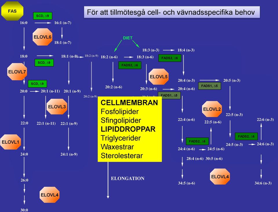 CELLMEMBRAN Fosfolipider Sfingolipider 7 Elongases LIPIDDROPPAR 3 Desaturases Triglycerider Waxestrar DESATURATION Sterolesterar 20:3 (n-6) 20:4 (n-6) 20:4 (n-3)