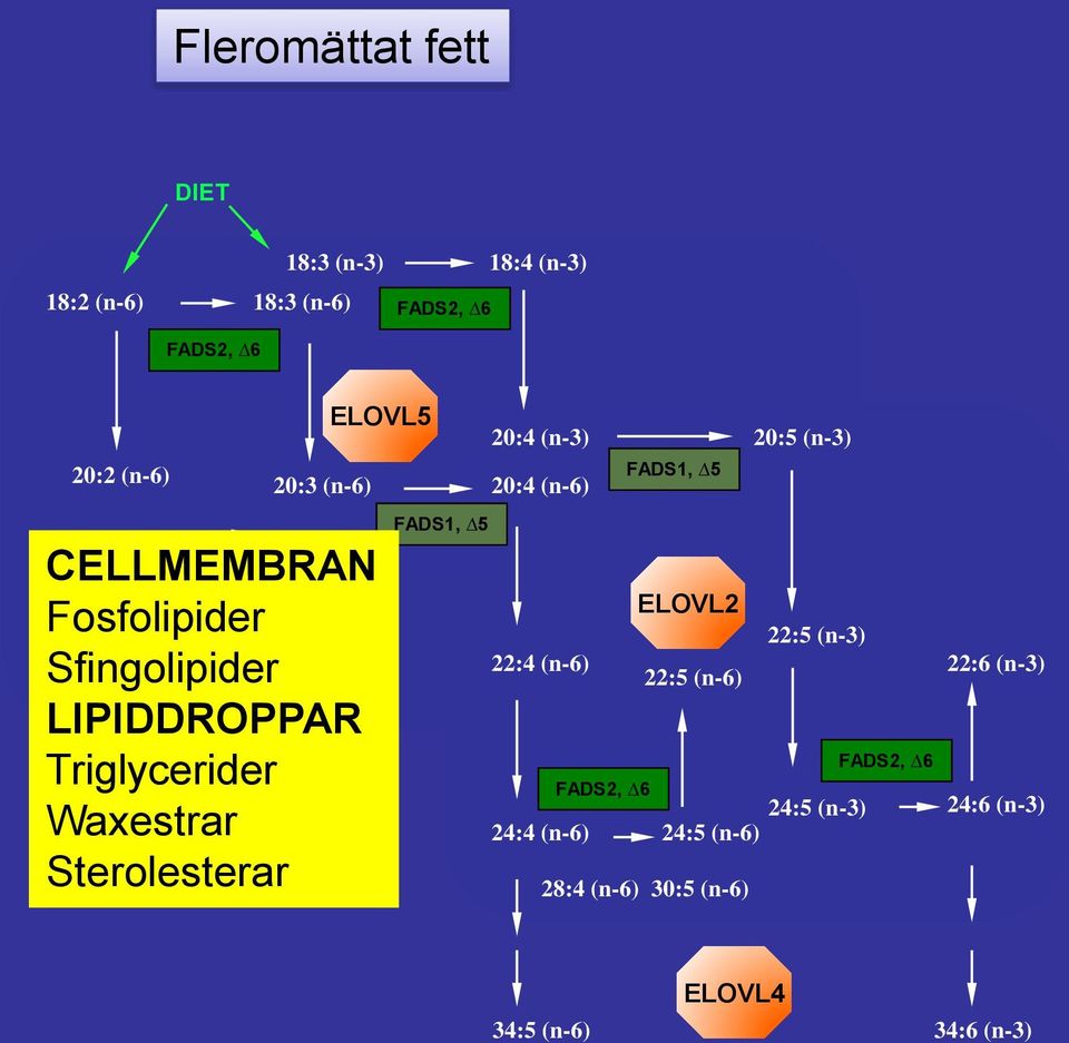Desaturases Triglycerider Waxestrar DESATURATION Sterolesterar ELOVL2 22:5 (n-3) 22:4 (n-6) 22:5