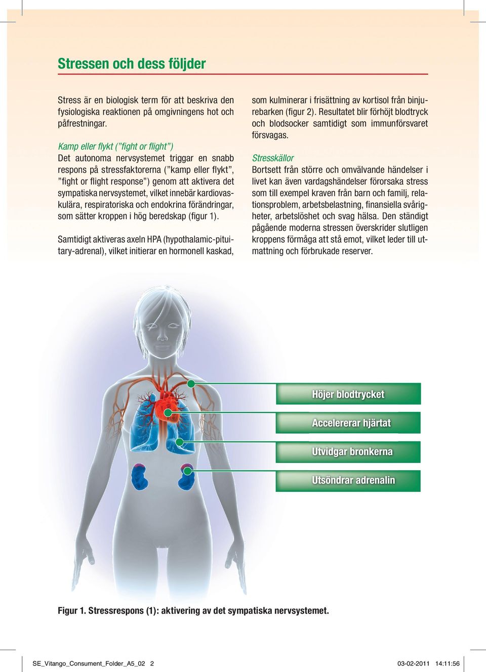 nervsystemet, vilket innebär kardiovaskulära, respiratoriska och endokrina förändringar, som sätter kroppen i hög beredskap (figur 1).