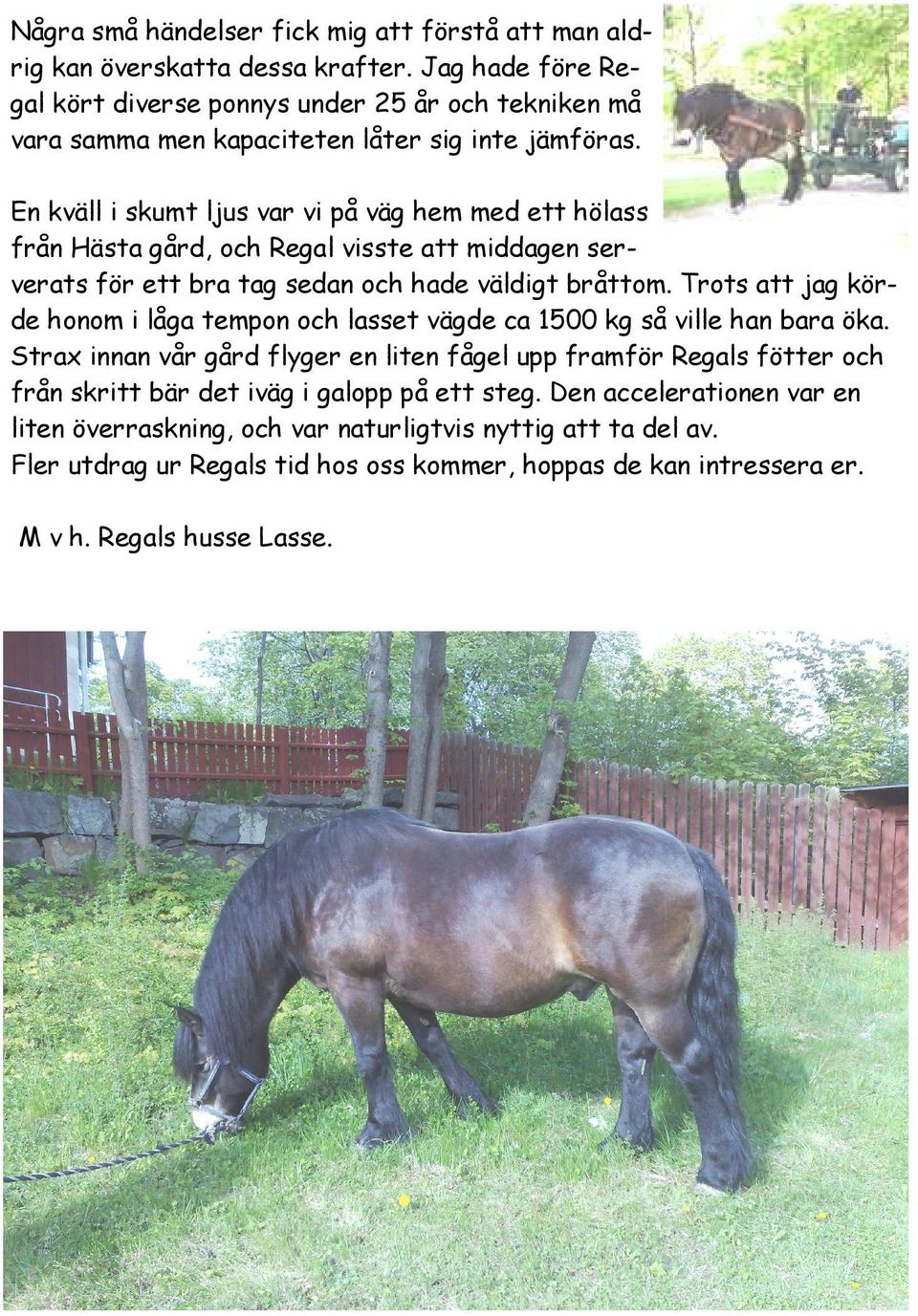 En kväll i skumt ljus var vi på väg hem med ett hölass från Hästa gård, och Regal visste att middagen serverats för ett bra tag sedan och hade väldigt bråttom.