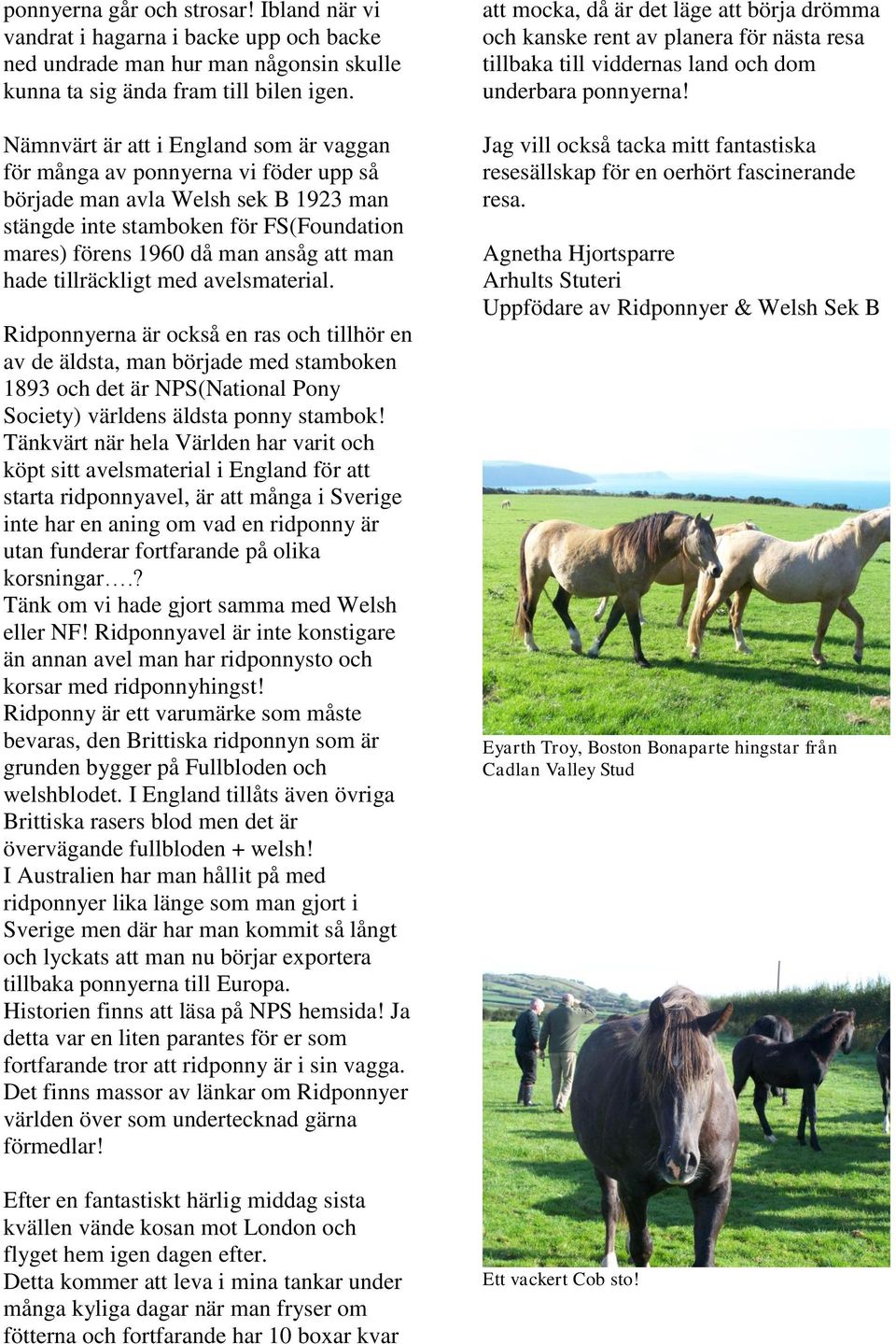 hade tillräckligt med avelsmaterial. Ridponnyerna är också en ras och tillhör en av de äldsta, man började med stamboken 1893 och det är NPS(National Pony Society) världens äldsta ponny stambok!