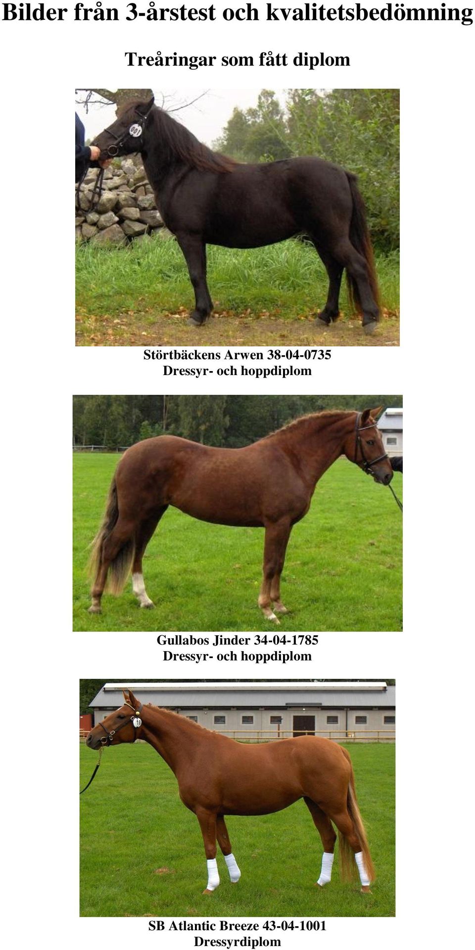 38-04-0735 Dressyr- och hoppdiplom Gullabos Jinder