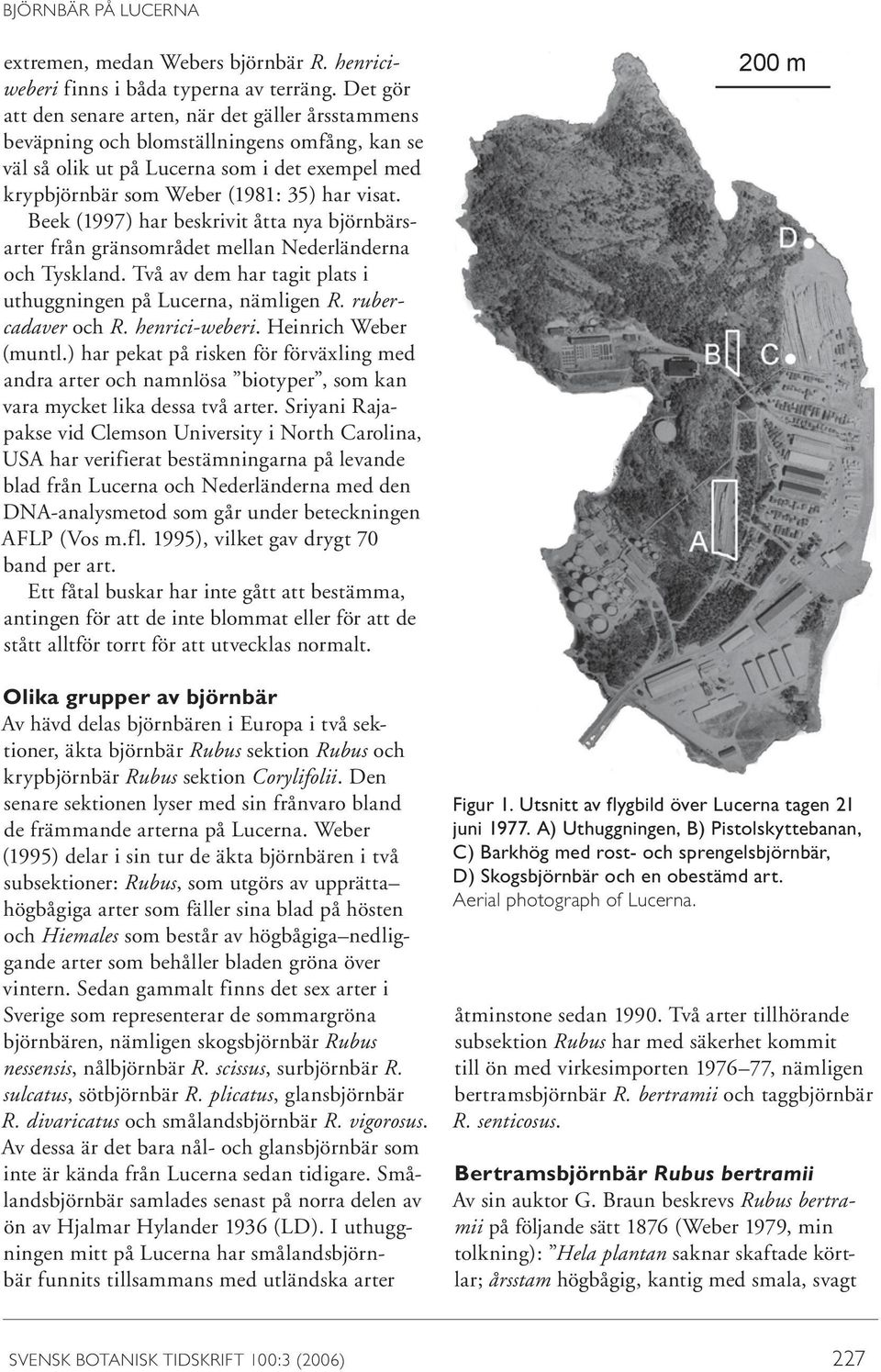 Beek (1997) har beskrivit åtta nya björnbärsarter från gränsområdet mellan Nederländerna och Tyskland. Två av dem har tagit plats i uthuggningen på Lucerna, nämligen R. ruber- cadaver och R.