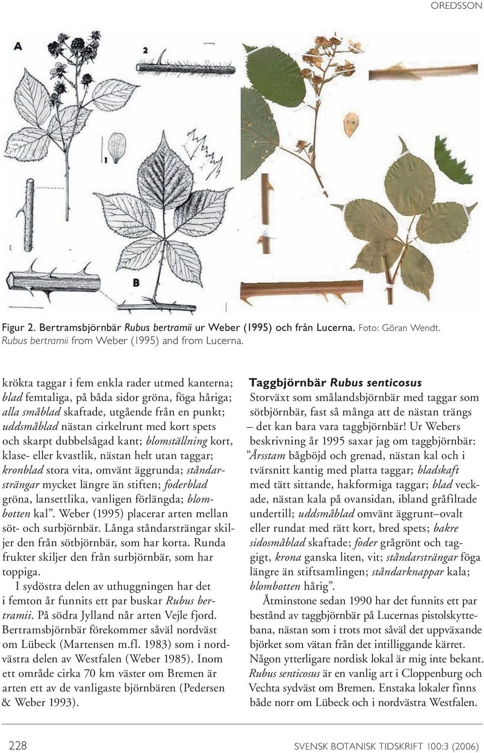 dubbelsågad kant; blomställning kort, klase- eller kvastlik, nästan helt utan taggar; kronblad stora vita, omvänt äggrunda; ståndar- strängar mycket längre än stiften; foderblad gröna, lansettlika,