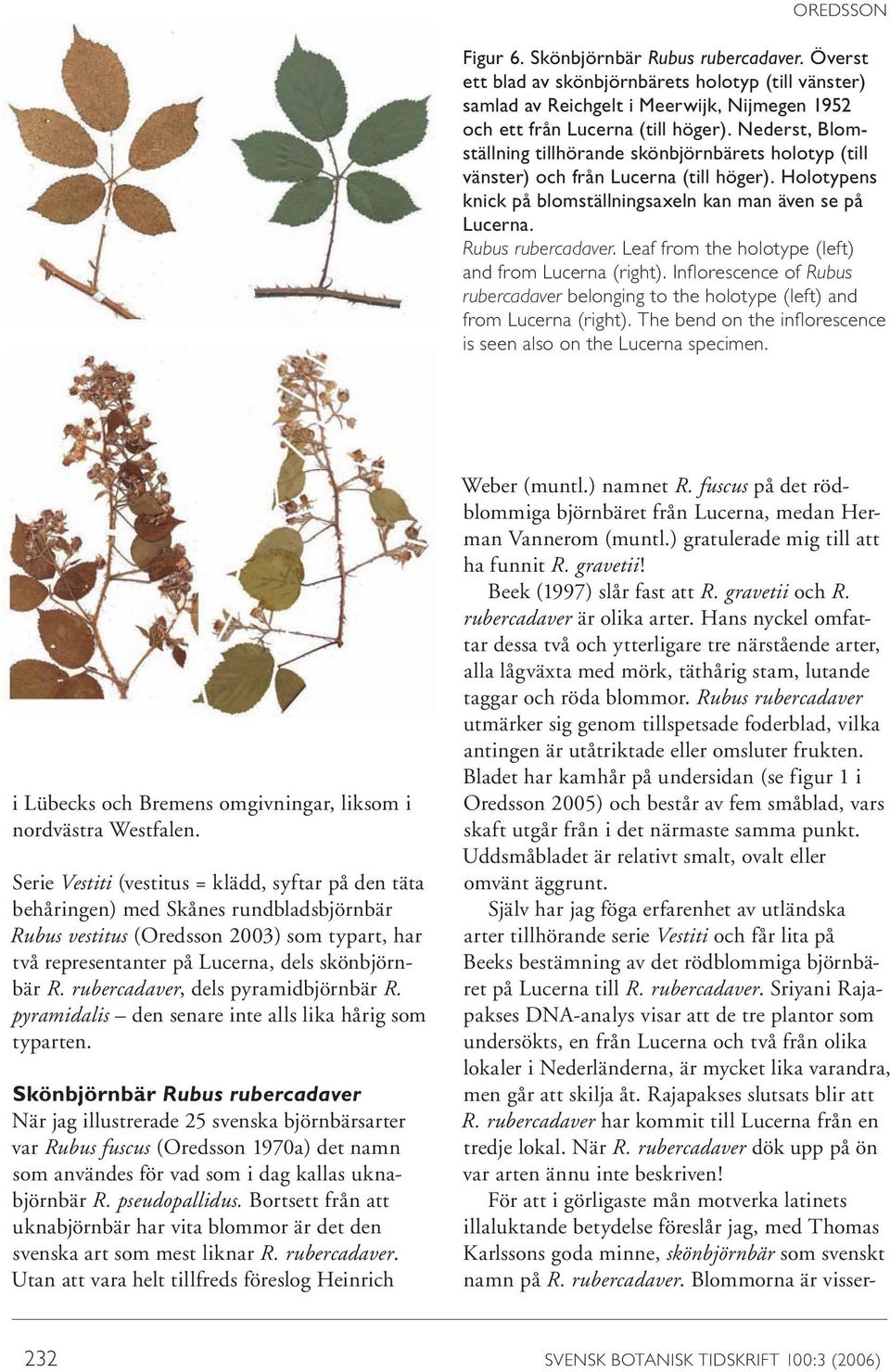Leaf from the holotype (left) and from Lucerna (right). Inflorescence of Rubus rubercadaver belonging to the holotype (left) and from Lucerna (right).