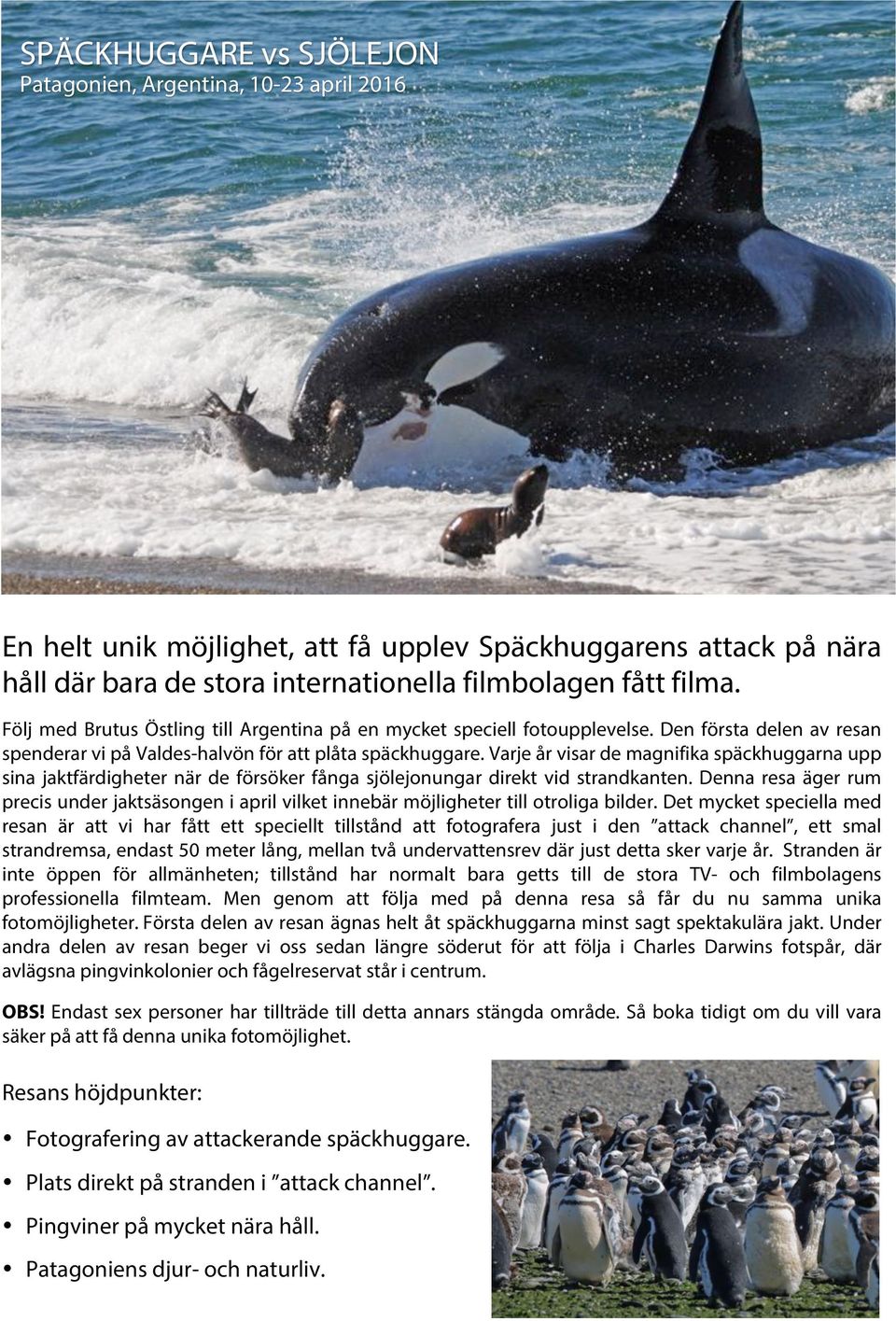 Varje år visar de magnifika späckhuggarna upp sina jaktfärdigheter när de försöker fånga sjölejonungar direkt vid strandkanten.