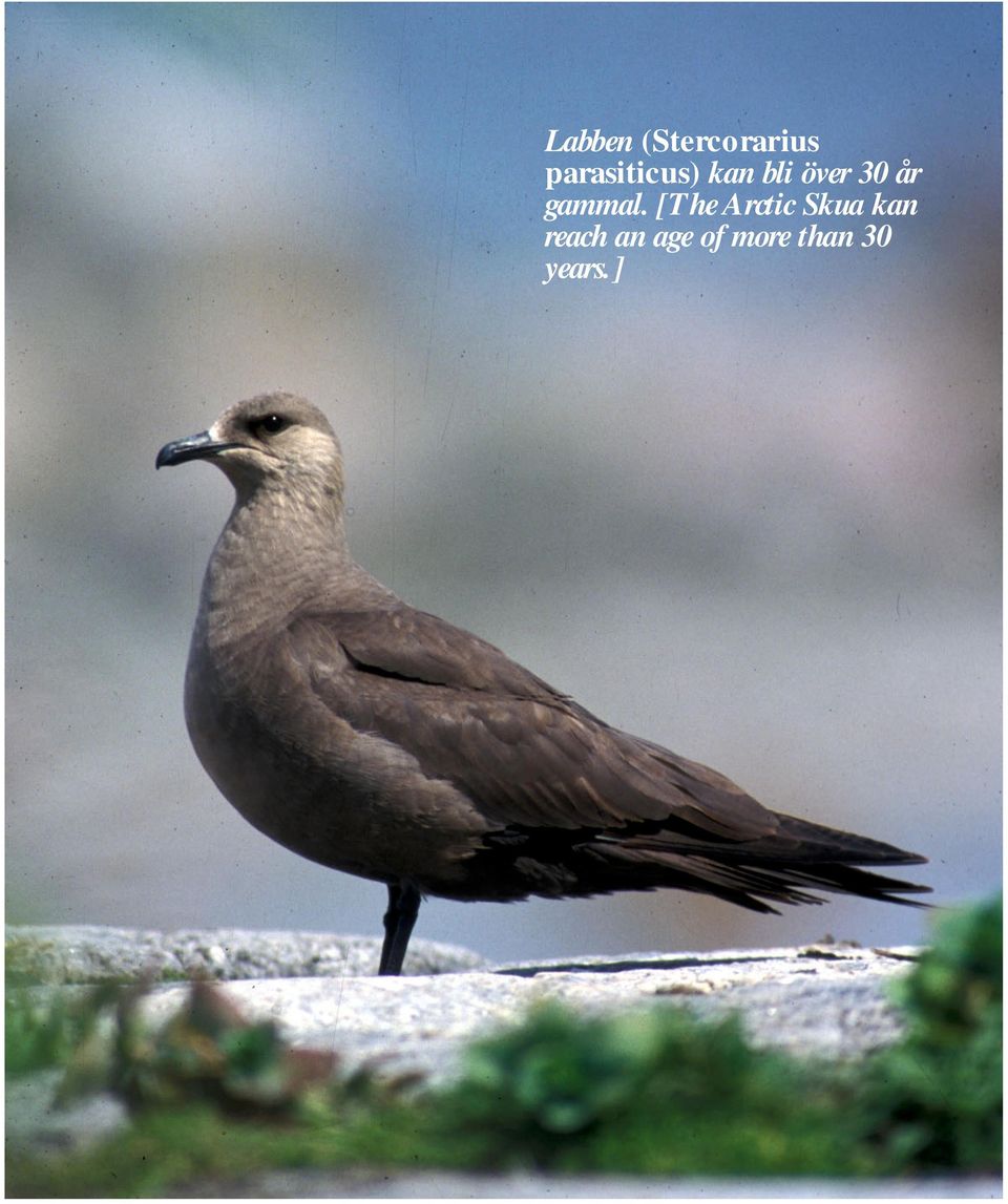 [The Arctic Skua kan reach an age