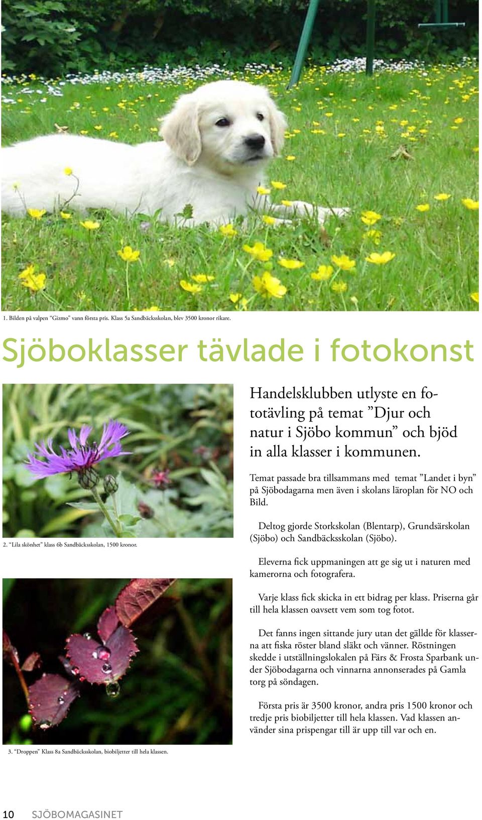Temat passade bra tillsammans med temat Landet i byn på Sjöbodagarna men även i skolans läroplan för NO och Bild. 2. Lila skönhet klass 6b Sandbäcksskolan, 1500 kronor.