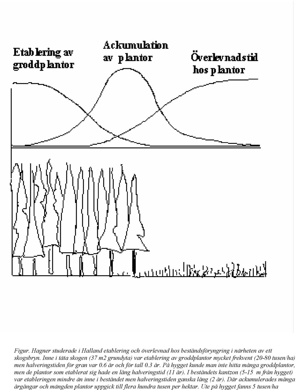 På hygget kunde man inte hitta många groddplantor, men de plantor som etablerat sig hade en lång halveringstid (11 år).