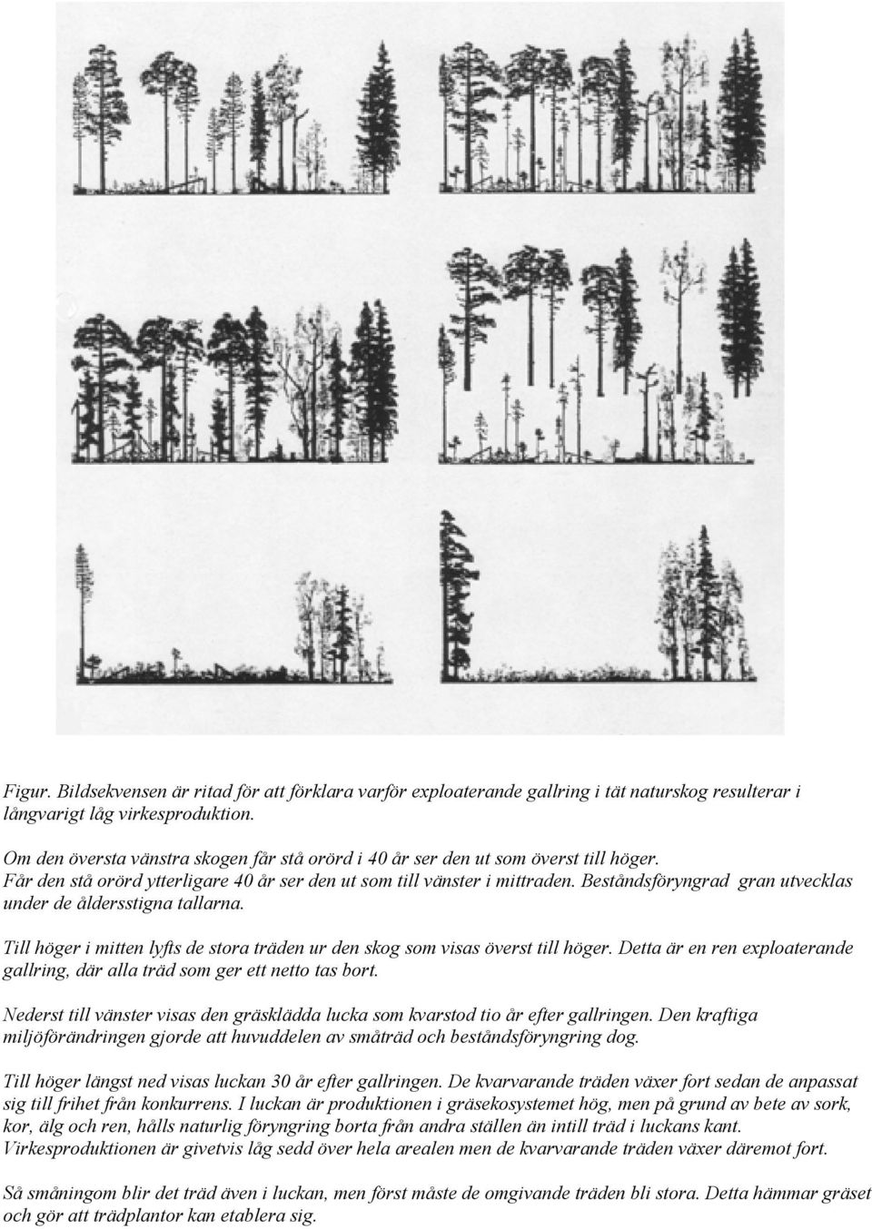 Beståndsföryngrad gran utvecklas under de åldersstigna tallarna. Till höger i mitten lyfts de stora träden ur den skog som visas överst till höger.