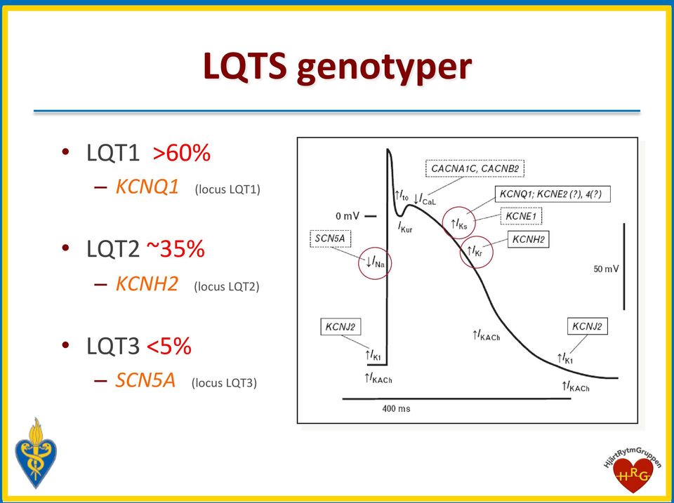 ~35% KCNH2 (locus LQT2)
