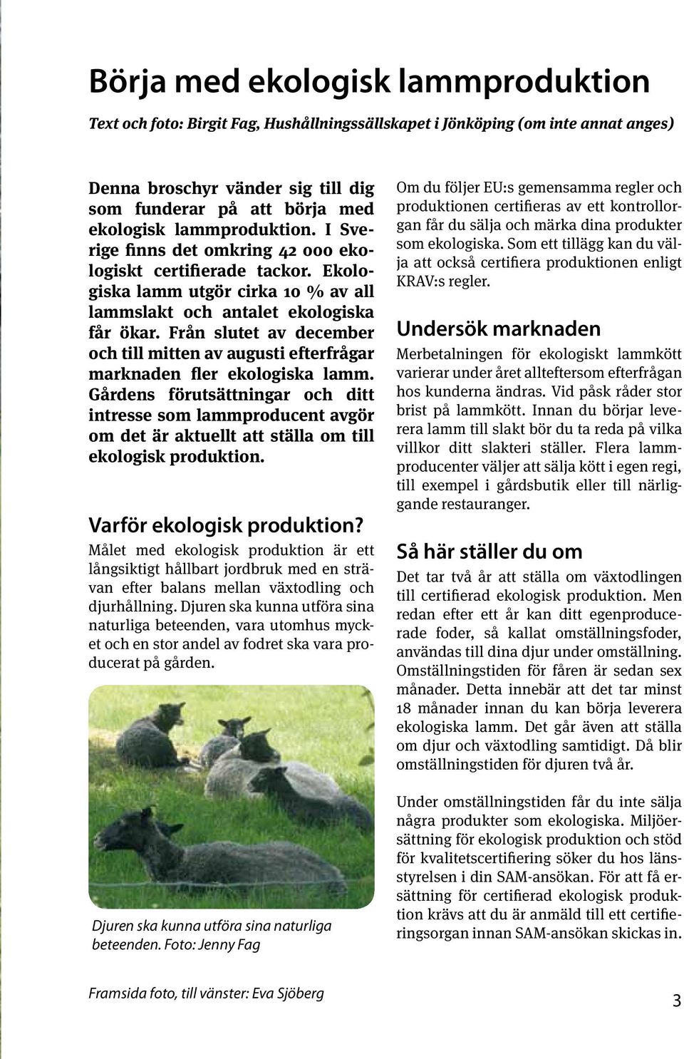 Från slutet av december och till mitten av augusti efterfrågar marknaden fler ekologiska lamm.