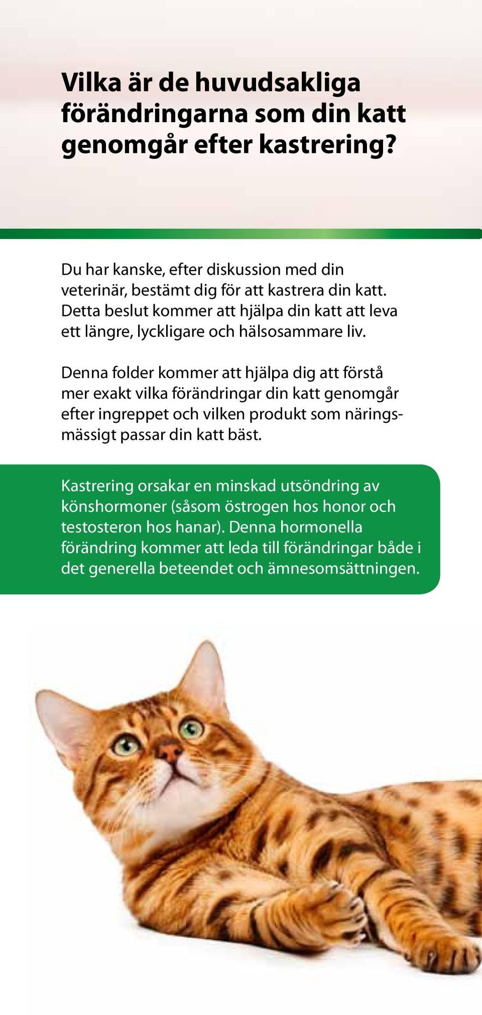 Detta beslut kommer att hjälpa din katt att leva ett längre, lyckligare och hälsosammare liv.