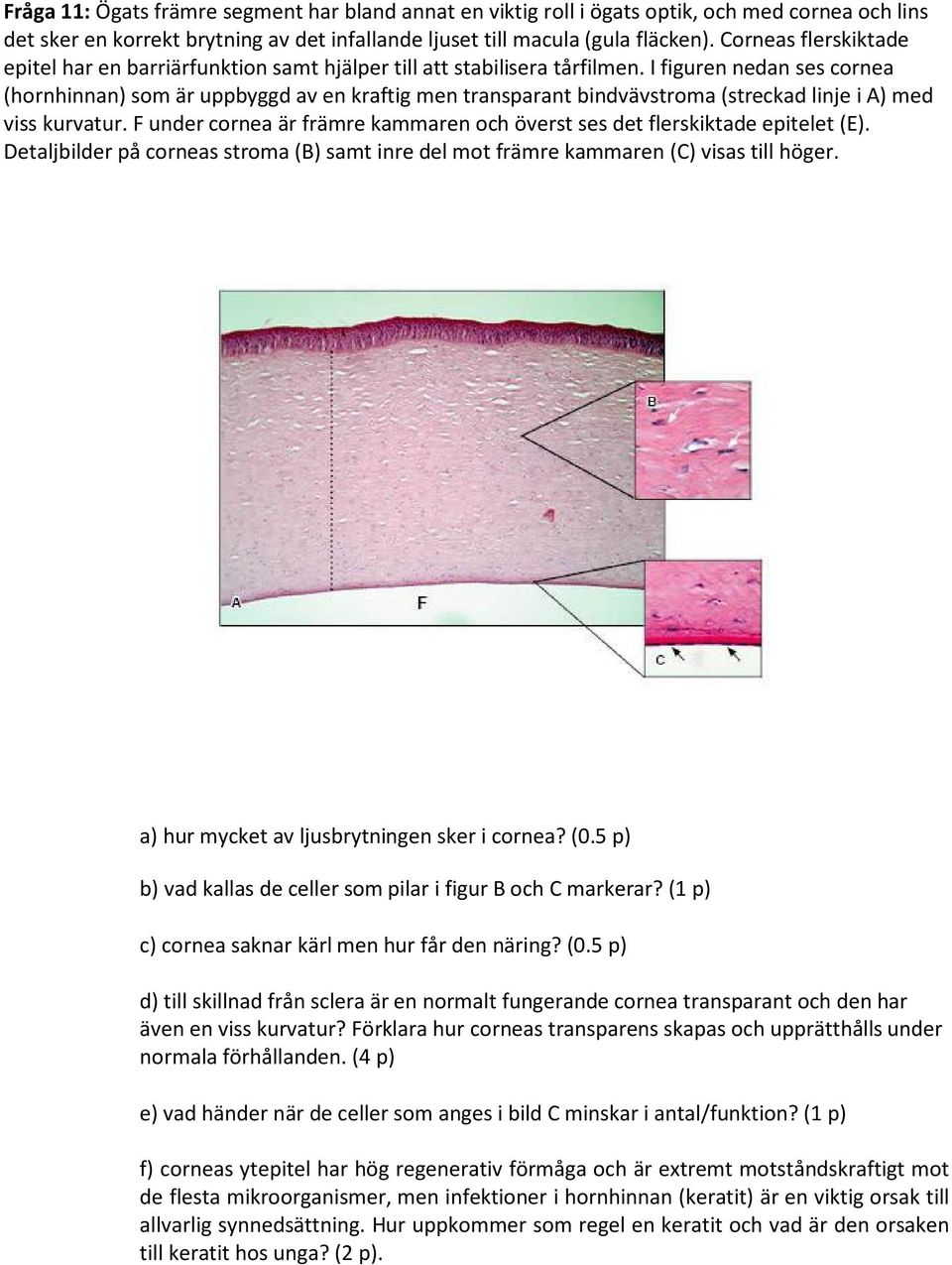 I figuren nedan ses cornea (hornhinnan) som är uppbyggd av en kraftig men transparant bindvävstroma (streckad linje i A) med viss kurvatur.