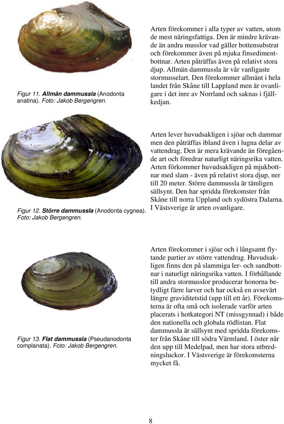 Allmän dammussla är vår vanligaste stormusselart. Den förekommer allmänt i hela landet från Skåne till Lappland men är ovanligare i det inre av Norrland och saknas i fjällkedjan. Figur 12.