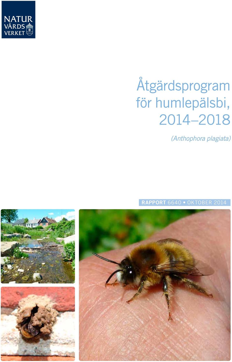 (Anthophora plagiata)