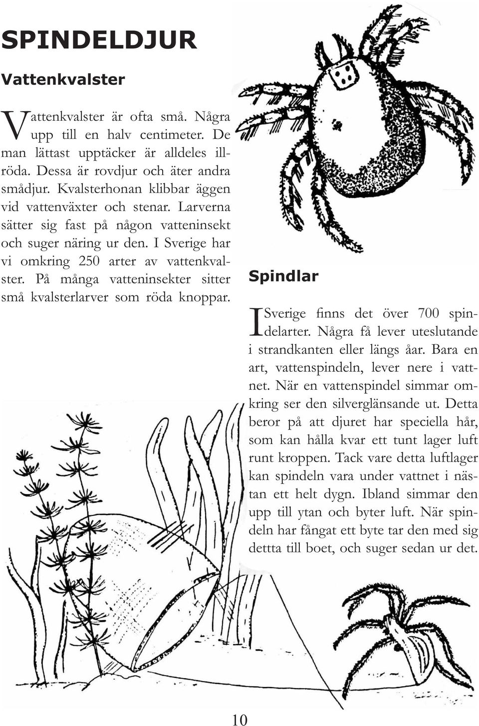 På många vatteninsekter sitter små kvalsterlarver som röda knoppar. Spindlar I Sverige finns det över 700 spindelarter. Några få lever uteslutande i strandkanten eller längs åar.