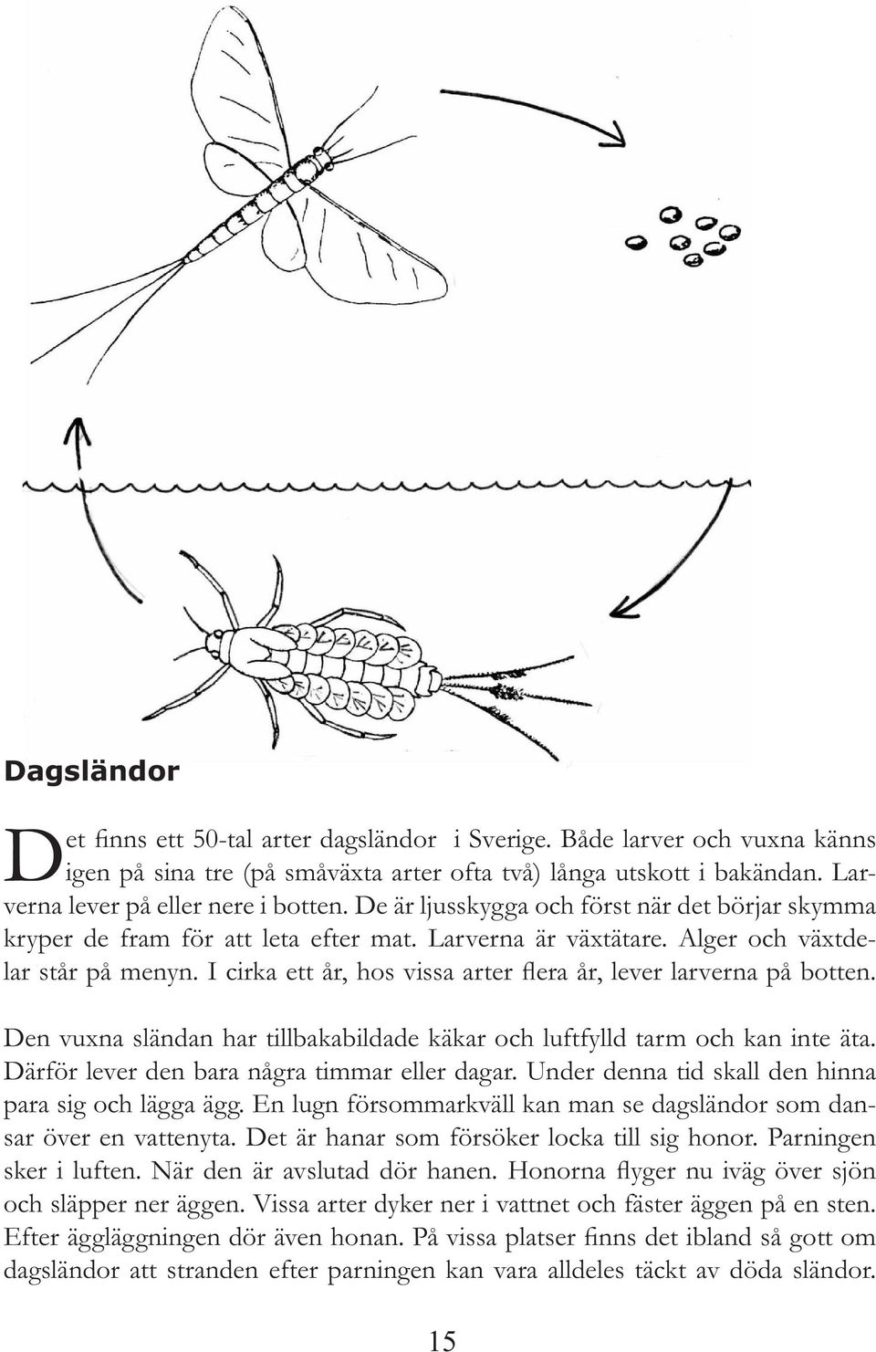 I cirka ett år, hos vissa arter flera år, lever larverna på botten. Den vuxna sländan har tillbakabildade käkar och luftfylld tarm och kan inte äta. Därför lever den bara några timmar eller dagar.