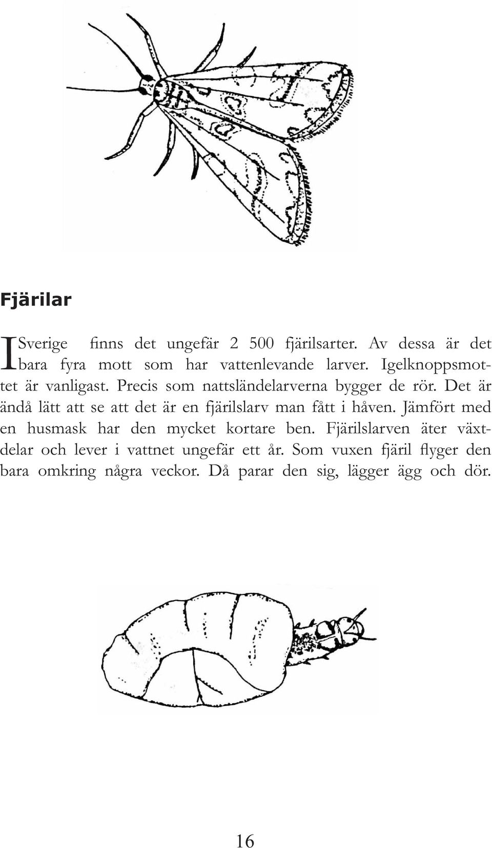 Det är ändå lätt att se att det är en fjärilslarv man fått i håven. Jämfört med en husmask har den mycket kortare ben.