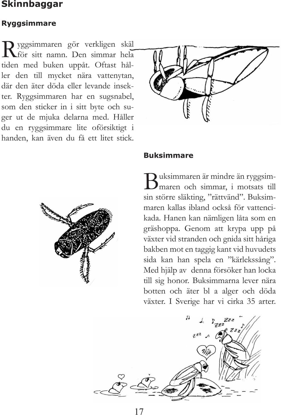 Buksimmare Buksimmaren är mindre än ryggsimmaren och simmar, i motsats till sin större släkting, rättvänd. Buksimmaren kallas ibland också för vattencikada. Hanen kan nämligen låta som en gräshoppa.