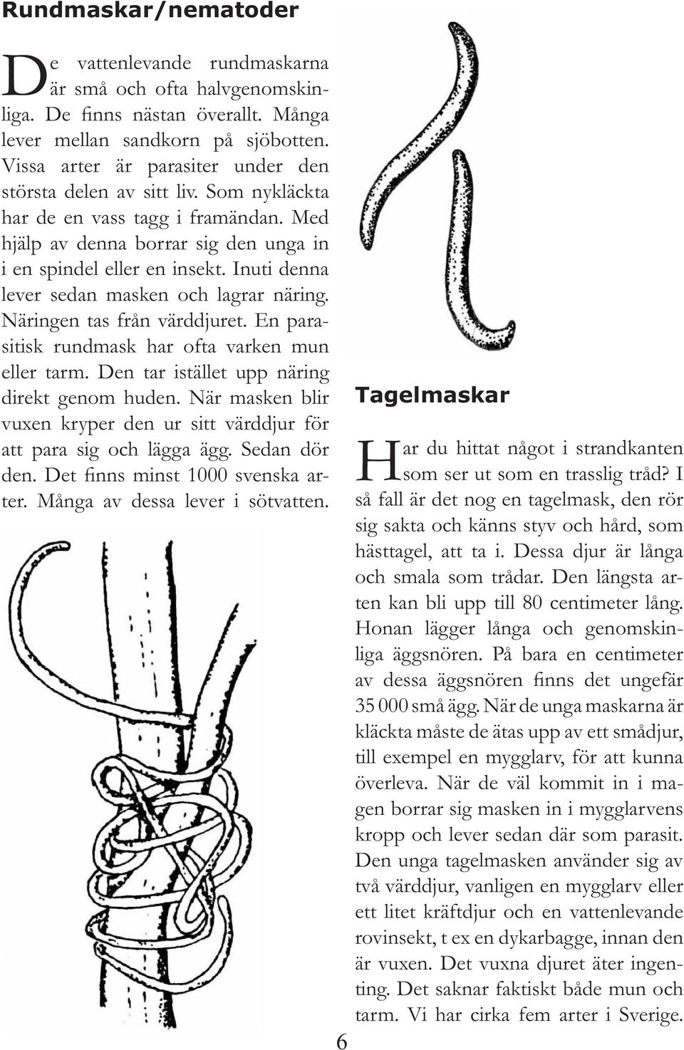 Inuti denna lever sedan masken och lagrar näring. Näringen tas från värddjuret. En parasitisk rundmask har ofta varken mun eller tarm. Den tar istället upp näring direkt genom huden.