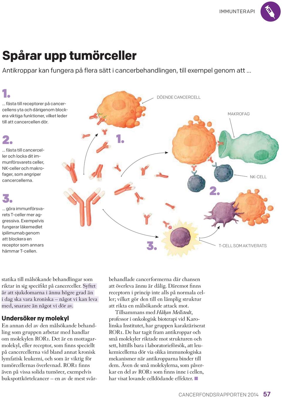 fästa till cancerceller och locka dit immunförsvarets celler, NK-celler och makrofager, som angriper cancercellerna. 3. göra immunförsvarets T-celler mer aggressiva.