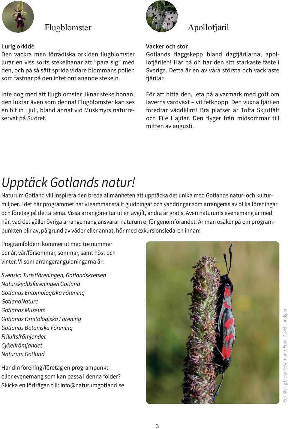 Apollofjäril Vacker och stor Gotlands flaggskepp bland dagfjärilarna, apollofjärilen! Här på ön har den sitt starkaste fäste i Sverige. Detta är en av våra största och vackraste fjärilar.