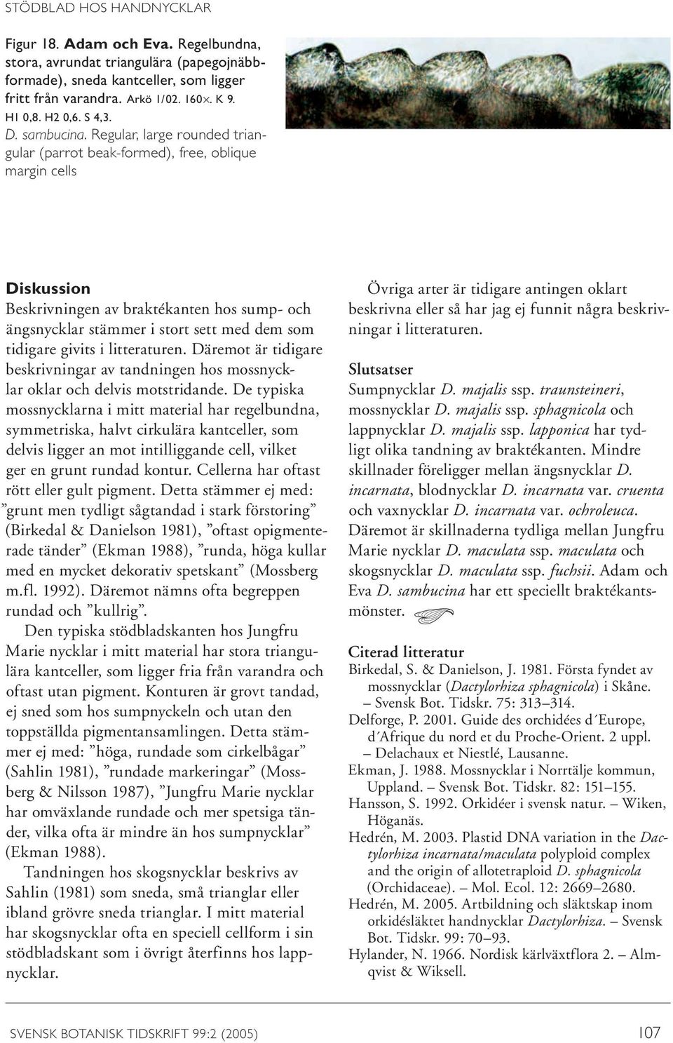 Regular, large rounded triangular (parrot beak-formed), free, oblique margin cells Diskussion Beskrivningen av braktékanten hos sump- och ängsnycklar stämmer i stort sett med dem som tidigare givits